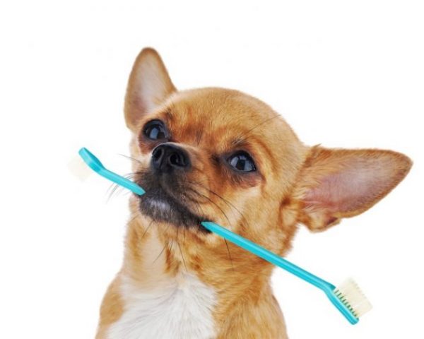 Higiene dental perros